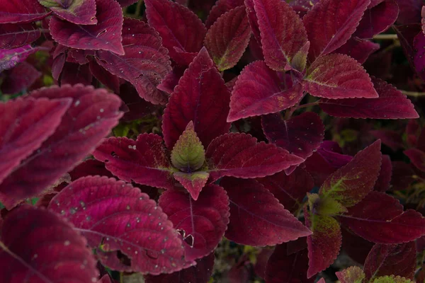在模糊的背景中 红色的科雷氏植物叶子的顶部视图 — 图库照片