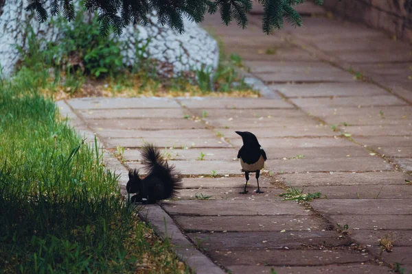 Corbeau Noir Écureuil Moelleux Dans Parc — Photo