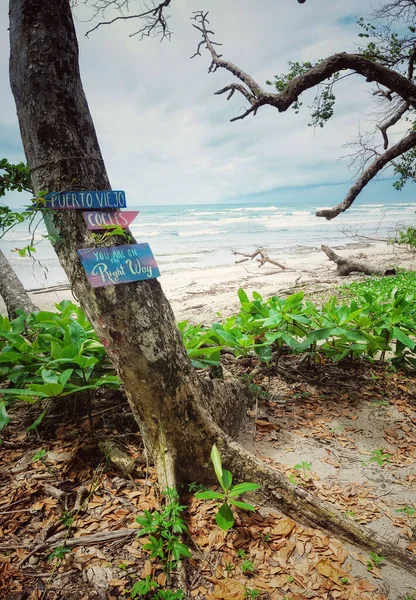 Colpo Verticale Segni Legno Colorati Una Corteccia Albero Sulla Spiaggia — Foto Stock
