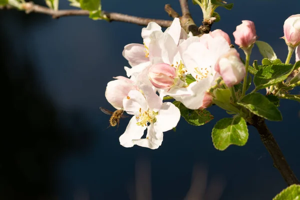 Een Close Shot Van Bloemen Groeien Een Boom Donkere Achtergrond — Stockfoto