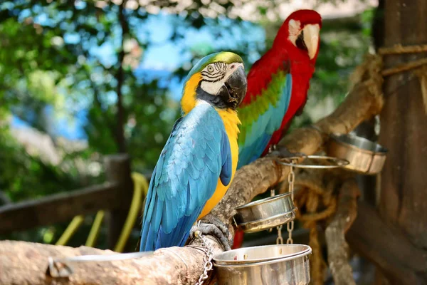Belo Tiro Dois Papagaios Macaw — Fotografia de Stock