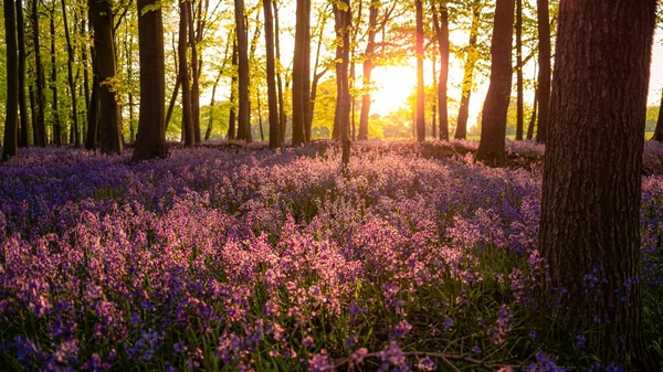Krásný Výhled Modřiny Úpatí Stromů Lese Při Západu Slunce — Stock fotografie
