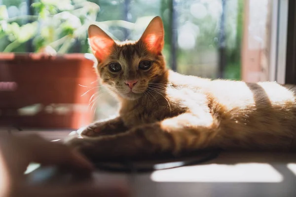 Güneşli Bir Pencere Pervazında Sevimli Bir Kedi Yavrusunun Yakın Çekimi — Stok fotoğraf