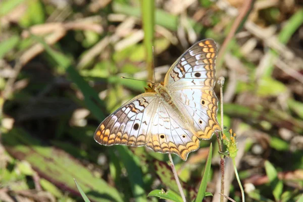 Primer Plano Una Mariposa Blanca Pavo Real Posada Sobre Una — Foto de Stock