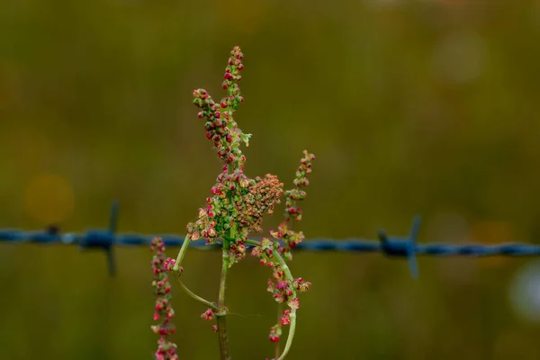 Ranst Belçika Daki Bokeh Arka Planında Büyüyen Çalıların Yakın Plan — Stok fotoğraf