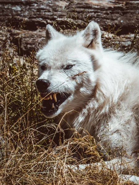 Closeup Shot Angry Arctic Wolf Laying Plants Forest — Stock Photo, Image