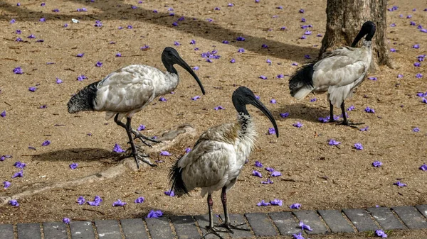 Australijski Ibis Stojący Ziemi Otoczony Fioletowymi Kwiatami — Zdjęcie stockowe