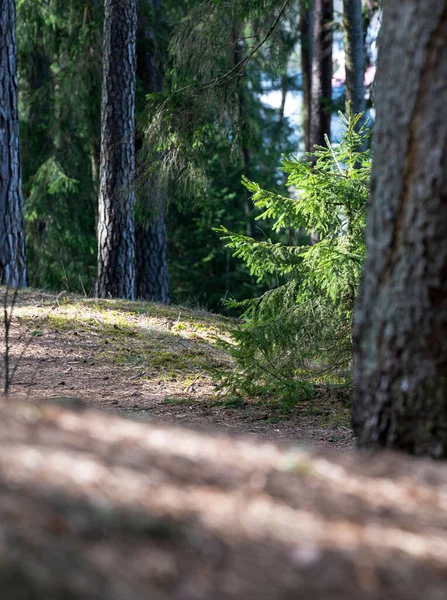 Sentier Étroit Avec Des Arbres Verts Dans Forêt Par Une — Photo
