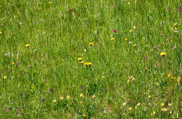 Foreground Grass Wildflowers Natural Summer — Stock Photo, Image