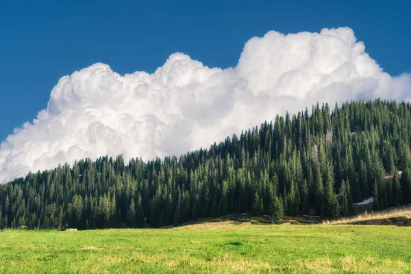 Прекрасний Вид Ліс Зеленими Деревами Під Блакитним Хмарним Небом — стокове фото