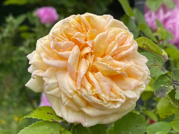 Eine Nahaufnahme Einer Blühenden Orangen Rose Mit Dichten Blütenblättern — Stockfoto