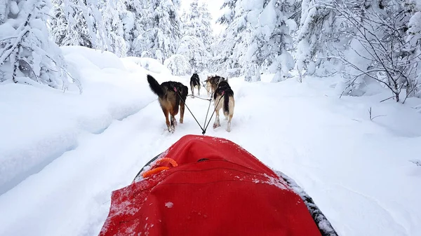 Dog Sledding Landscape Covered Snow Lapland — Stock Photo, Image