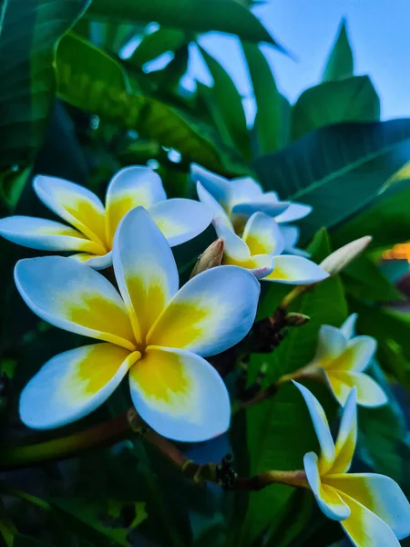 Vertical Closeup Red Frangipani Flowers Growing Branches Green Leaves — Stock Photo, Image