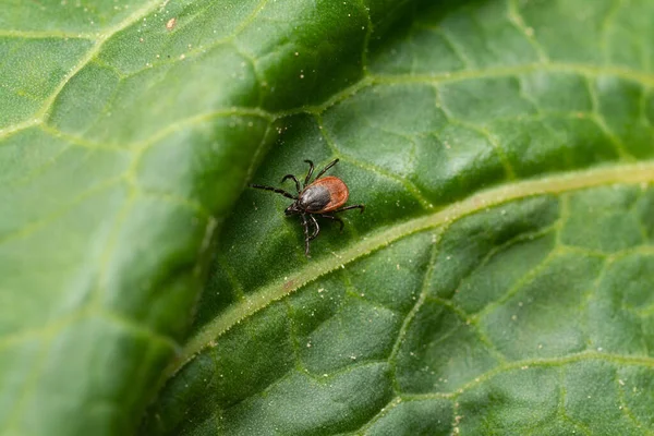 Macro Shot Bloodsucker Tick Standing Leaf — Stock Photo, Image