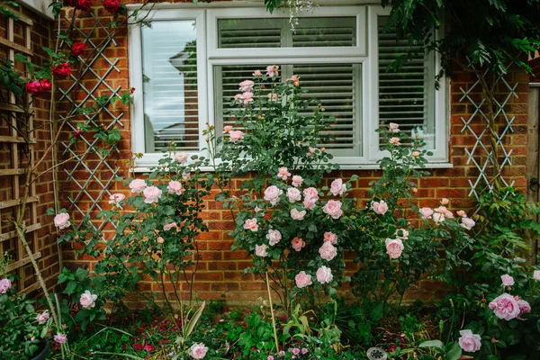 Ein Schöner Garten Eines Backsteinhauses Mit Rosa Englischen Rosen Die — Stockfoto