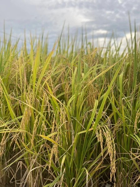 Tiro Vertical Plantas Arroz Hierba Verde Campo Balanceándose Viento —  Fotos de Stock