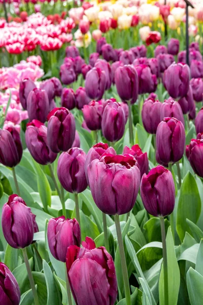 Vertikal Bild Färgglada Tulpaner Keukenhof Lisse Nederländerna — Stockfoto