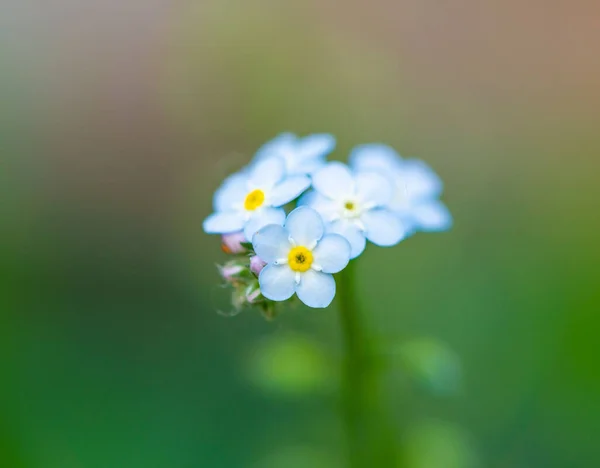 Een Ondiepe Focus Shot Van Blauw Water Vergeet Niet Bloemen — Stockfoto