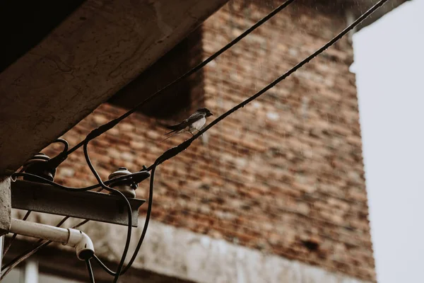 Primer Plano Una Golondrina Negra Mojada Posada Cable Eléctrico —  Fotos de Stock