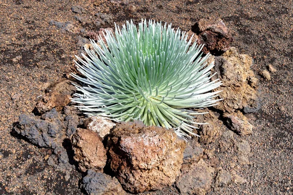Critically Endangered Silversword Also Called Ahinahina Volcanic Crater Sliding Sands — Stock Photo, Image