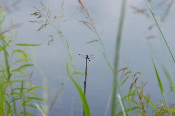 小さな水の体に対してトンボと背の高い草 — ストック写真