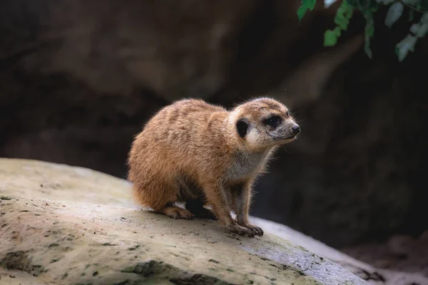 Mělké Zaměření Roztomilé Suricata Suricatta Suricata Suricatta Mangoose Skále Dívající — Stock fotografie