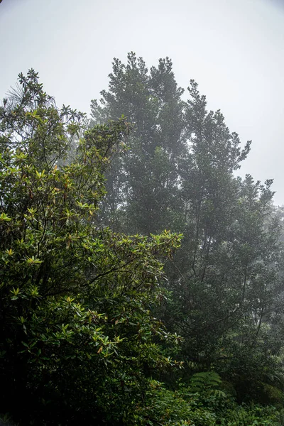 Colpo Verticale Alberi Nella Foresta Tempo Nebbioso — Foto Stock