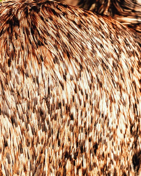 Vertical Closeup Brown Motley Ostrich Feathers — Stock Photo, Image