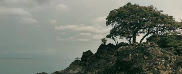 Piękny Widok Urwiska Drzewem Morzem Pochmurny Dzień — Zdjęcie stockowe