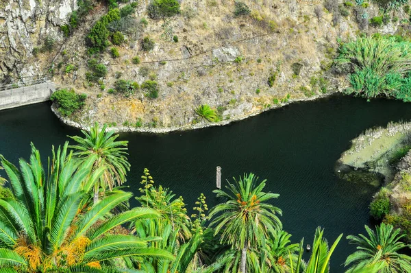 Tropical Canarian Πράσινο Palm Και Μαύρη Λίμνη Του Νερού — Φωτογραφία Αρχείου