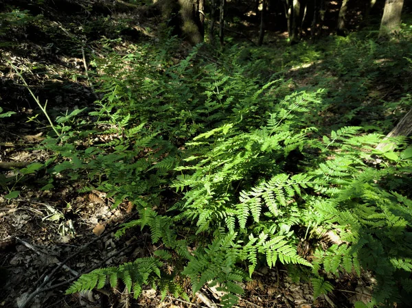 Gros Plan Herbe Sauvage Poussant Dans Une Forêt — Photo
