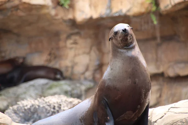 Sélectif Otarie Californie Zalophus Californianus Près Une Falaise — Photo