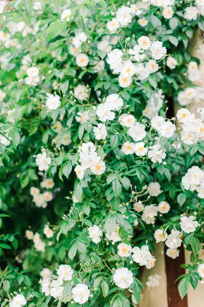 Een Verticaal Shot Van Prachtige Multiflora Rozen Gekweekt Tuin Het — Stockfoto