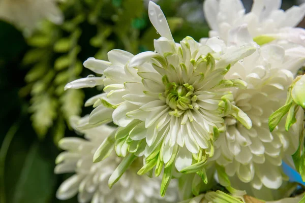 Makro Záběr Hromadu Chryzantémy Květin Sladkou Vodou Kapky — Stock fotografie