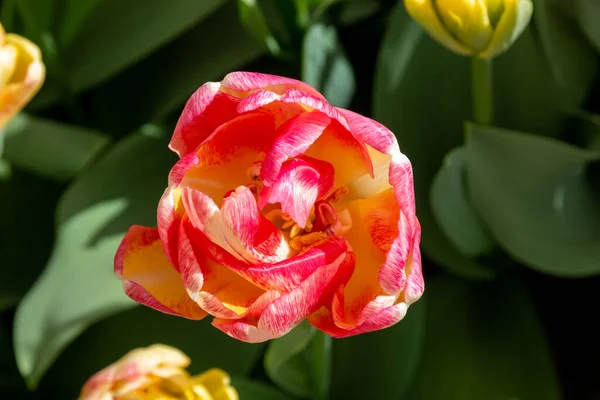 Closeup Tulipa Gesneriana Didier Tulip Keukenhof Lisse Netherlands — Stock Photo, Image