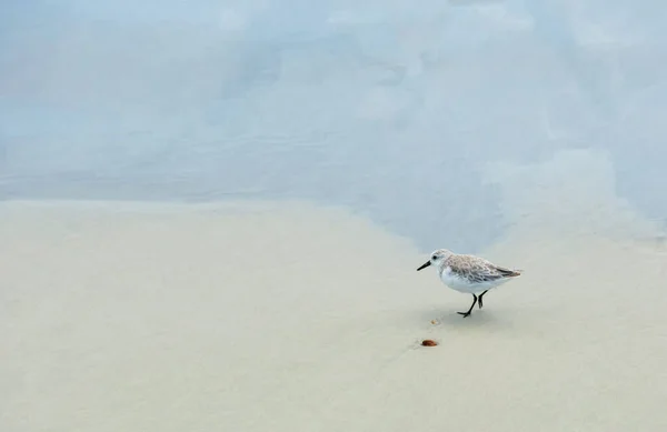 Der Sanderling Calidris Alba Spaziert Sandigen Ufer Ästhetischer Minimalismus — Stockfoto