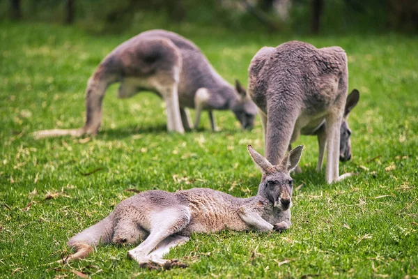Some cute kangaroos grazing and relaxing on the grass.