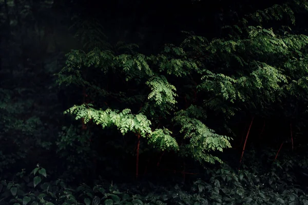 暗闇の中で美しい植物の枝のショット — ストック写真
