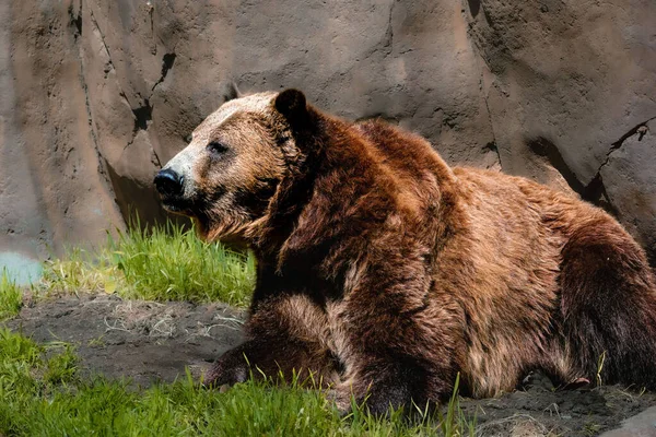 Brown Grizzly Bear Ursus Arctos Horribilis Soaking Sun Zoo — Stock Photo, Image