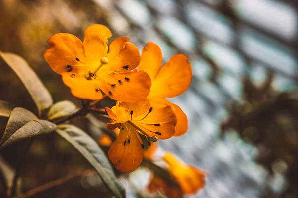 Primer Plano Sección Amarilla Rhododendron Flores Vireya Que Crecen Sobre —  Fotos de Stock