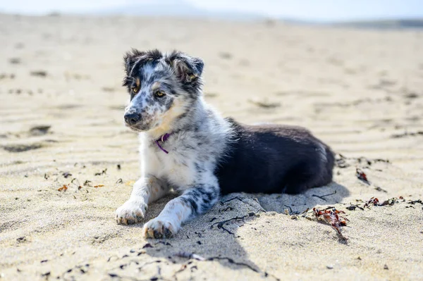 Nahaufnahme Eines Australian Shepherd Der Bach Liegt — Stockfoto