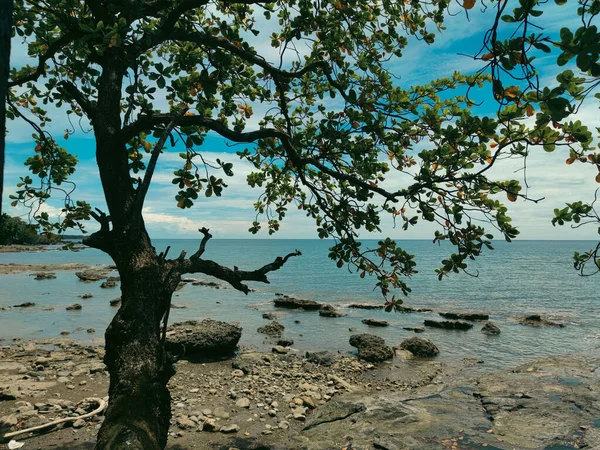 Deniz Kıyısında Yeşil Yapraklı Bir Ağaç — Stok fotoğraf