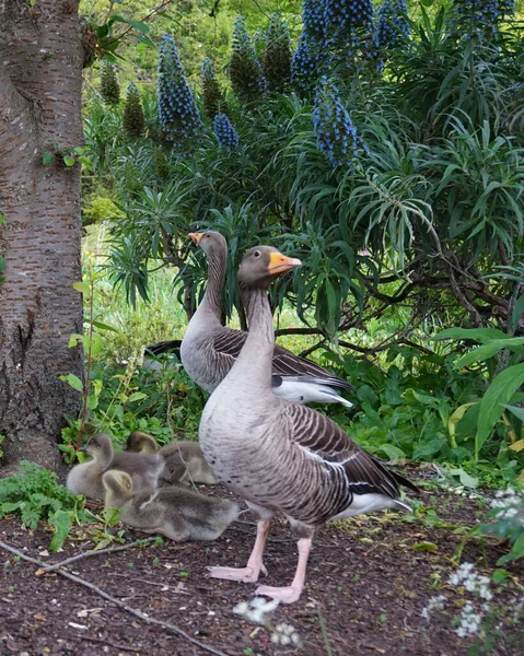 Saint James Park Taki Yeşil Bitki Çiçeklere Karşı Gri Kazların — Stok fotoğraf