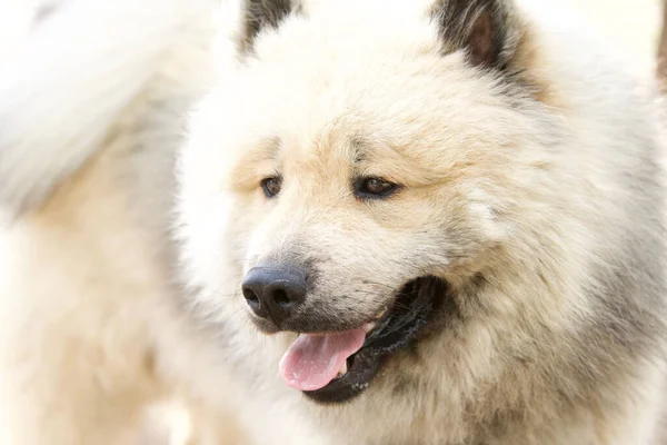 Pretty Cute Fluffy Cream Colored Eurasian Dog Head — Stock Photo, Image