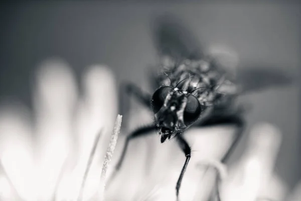 Tiro Close Uma Mosca Empoleirada Uma Flor Fundo Borrado — Fotografia de Stock