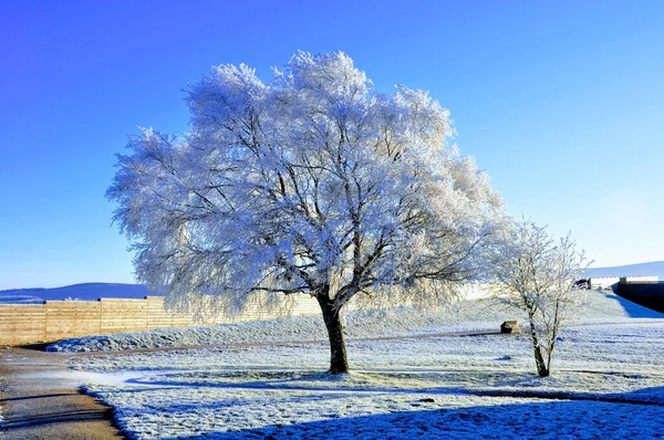 Albero Congelato Uno Sfondo Cielo Blu — Foto Stock