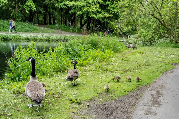 Hardwick Country Park Sedgefield Ngiltere Deki Yeşil Ormanlık Alanda Yürüyen — Stok fotoğraf