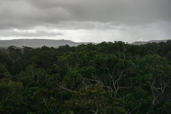 Widok Lotu Ptaka Piękny Las Parku Narodowym Barron Gorge Queensland — Zdjęcie stockowe