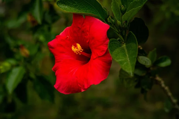 Closeup Beautiful Red Hibiscus Flower Its Green Leaves — Stock Photo, Image