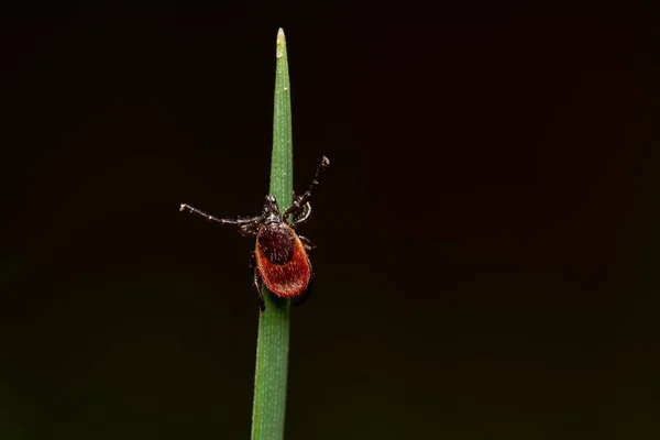 Uma Olhada Carrapato Sanguessuga Perigoso Folha Grama Esperando Vítima — Fotografia de Stock